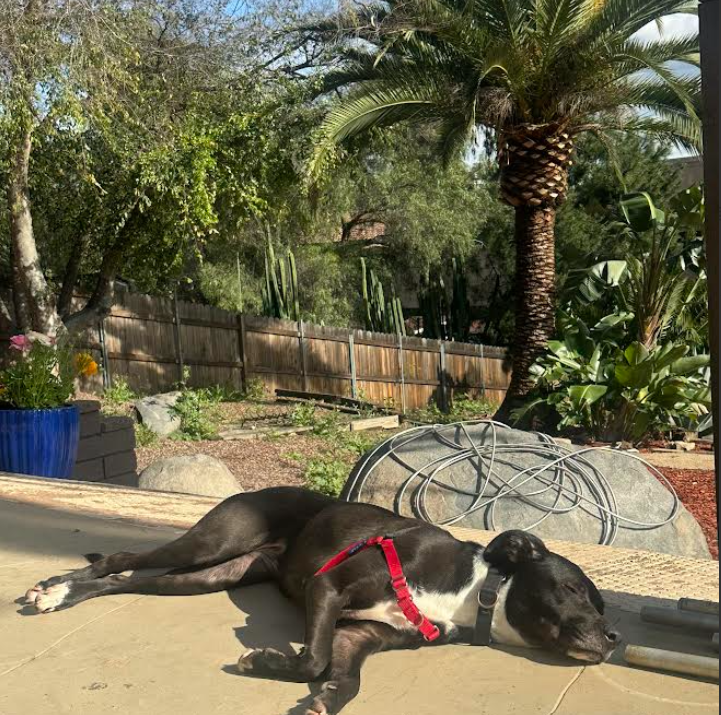 Dog relaxing