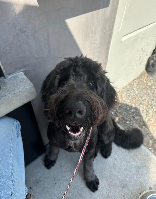 Happy dog on a walk
