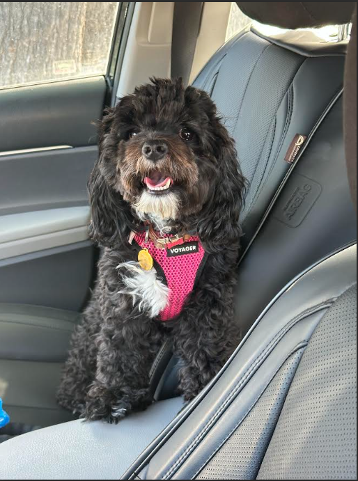 Happy dog portrait